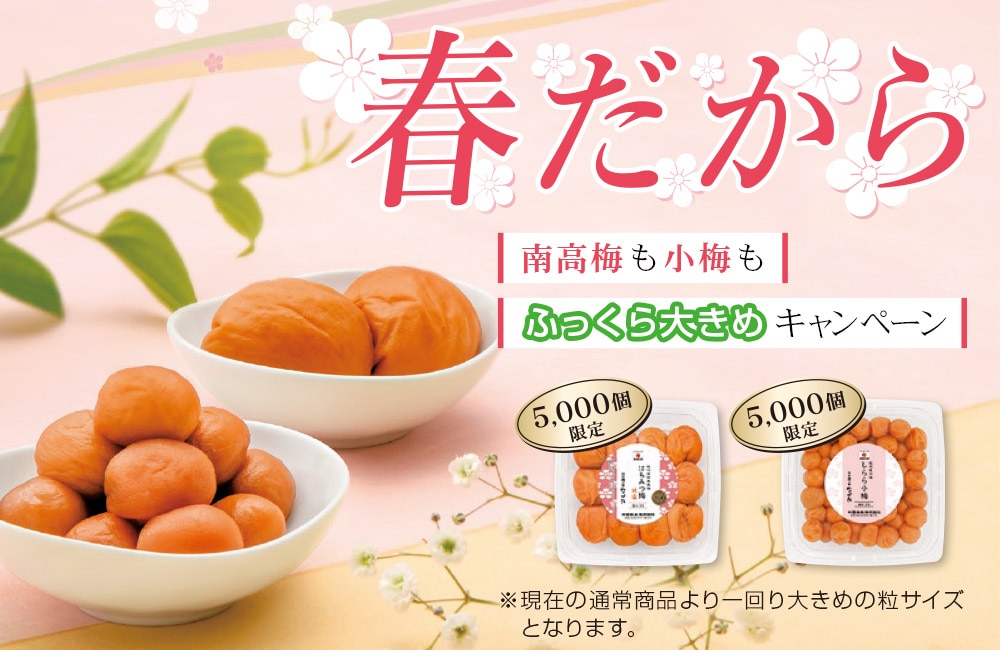 ＜春だから＞南高梅も小梅もふっくら大きめキャンペーン