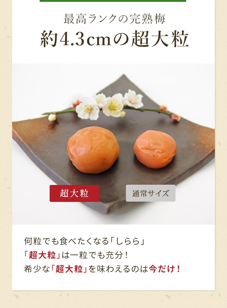数量限定！しらら超大粒 |【紀州梅の里なかた】オンラインショップ