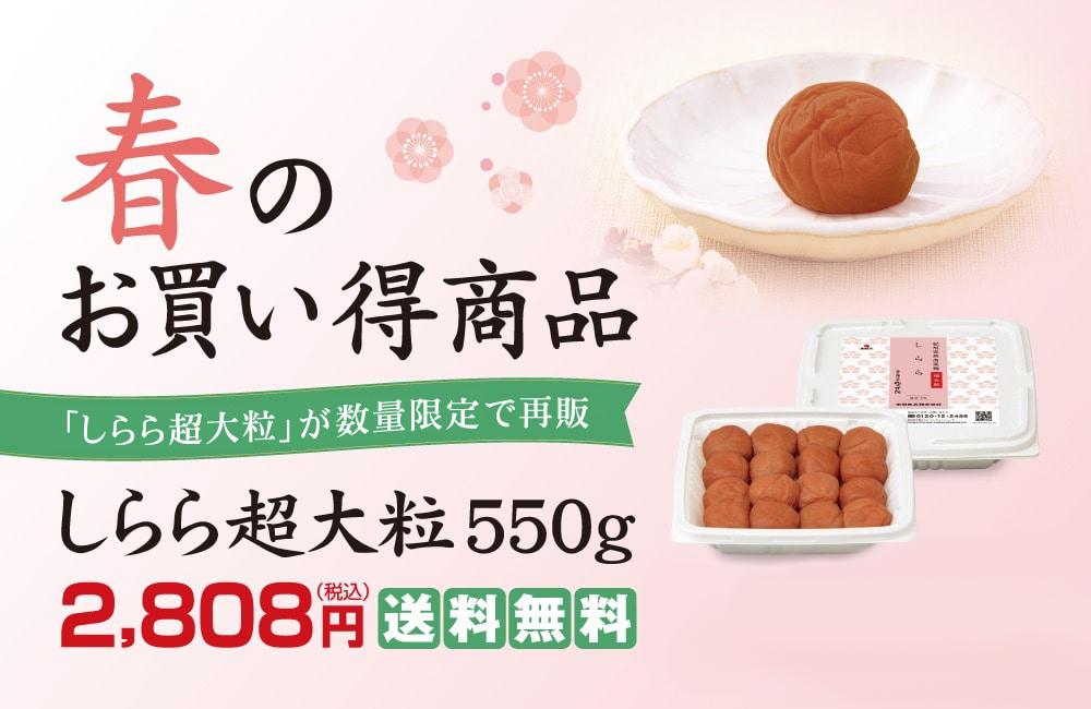 ネットしらら超大粒